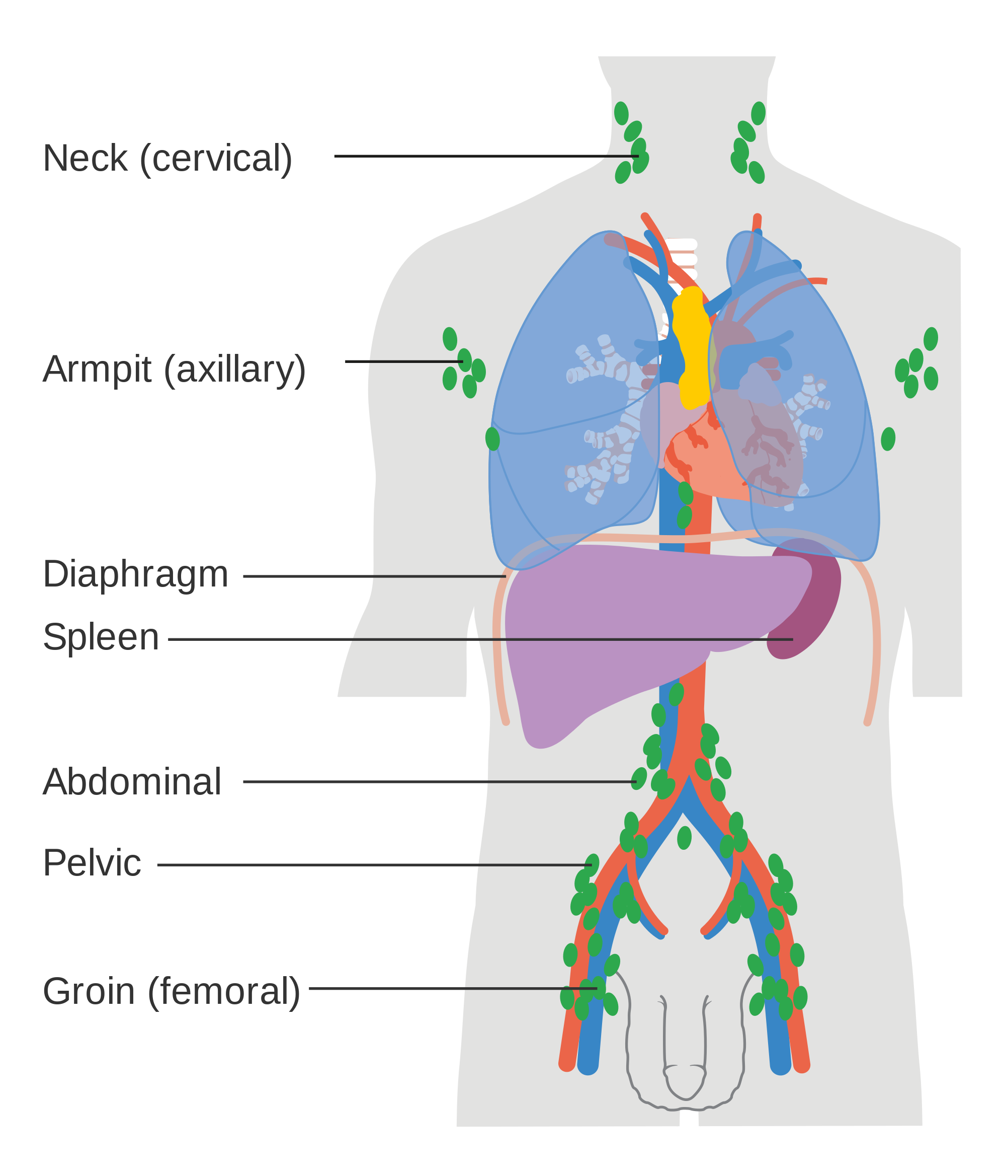 Oxygen for the Immune System